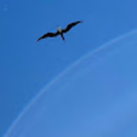 Meet your Posher, Adrian - Picture 1 of 1